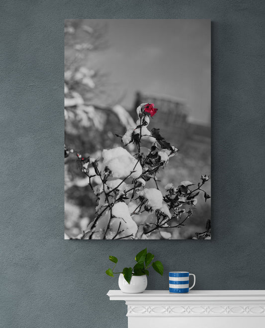 Red Rose in Snow, New York, Photograph, Wall Decor