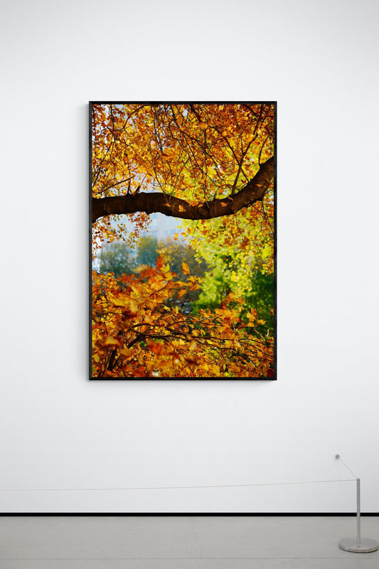 Stunning Autumn Tree Photo, Central Park, New York, Photograph on Canvas