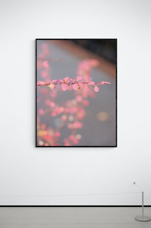 Red Flower Nature Framed Wall Art, Original Photography, for sale by the artist | Black Frame | New York