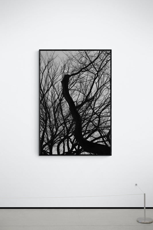 Central Park Framed Wall Art, Black and White Photography, For sale by the artist